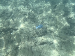 Acanthurus coeruleus