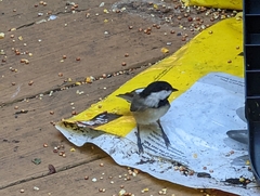 Poecile carolinensis