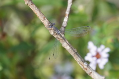 Lestes congener
