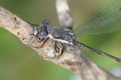 Lestes congener