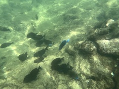 Acanthurus coeruleus