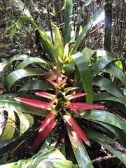 Guzmania squarrosa