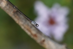 Lestes congener