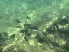 Acanthurus coeruleus