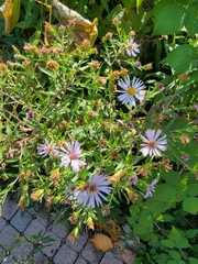 Symphyotrichum