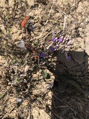 Limonium carolinianum