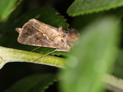 Autographa precationis