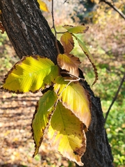 Ulmus americana