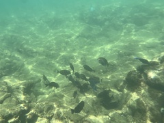 Acanthurus coeruleus