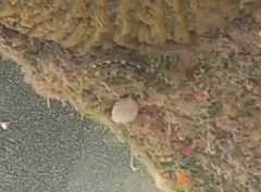 Blenniiformes