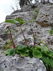Valeriana asarifolia