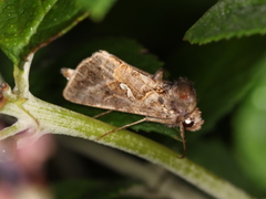 Autographa precationis
