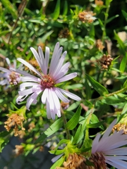 Symphyotrichum