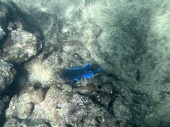 Acanthurus coeruleus