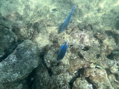 Acanthurus coeruleus