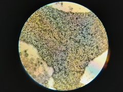 Ramularia cylindroides