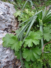 Ranunculus asiaticus