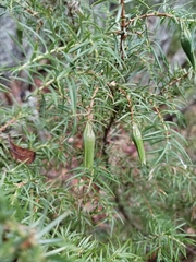 Oligotrophus juniperinus