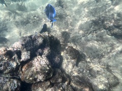 Acanthurus coeruleus