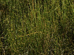 Ephedra americana