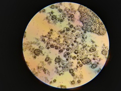 Ramularia cylindroides