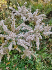 Solidago
