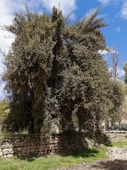 Polylepis