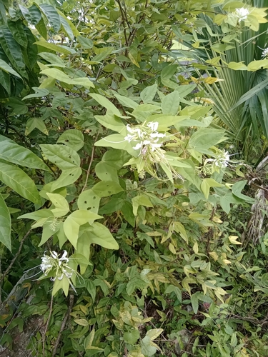 Image of Bauhinia divaricata by (c) laura_21, some rights reserved (CC BY)