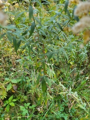 Solidago