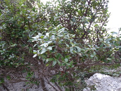 Phillyrea latifolia