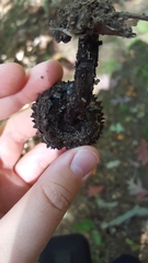 Strobilomyces confusus