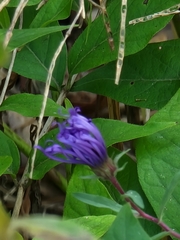 Asteraceae