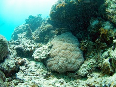 Fimbriaphyllia ancora