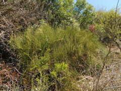 Ephedra americana
