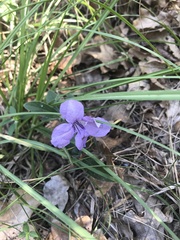 Ruellia caroliniensis