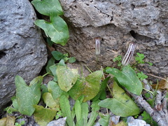 Arisarum vulgare