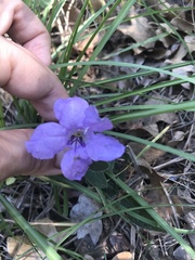 Ruellia caroliniensis