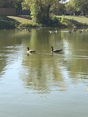 Branta canadensis