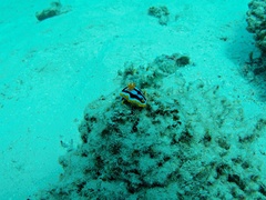 Chromodoris elisabethina