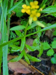 Erysimum cheiranthoides