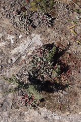 Cheiridopsis rostrata