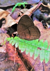 Faunis canens arcesilas