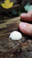 Reticularia