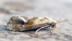 Gynnidomorpha permixtana