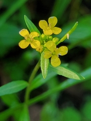 Erysimum cheiranthoides