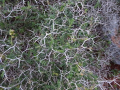 Sarcopoterium spinosum