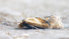 Gynnidomorpha permixtana