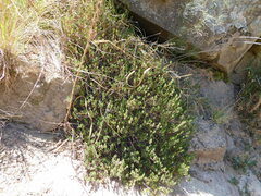 Phyllanthus ramillosus