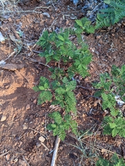 Chamaebatia foliolosa