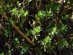 Phyllanthus ramillosus
